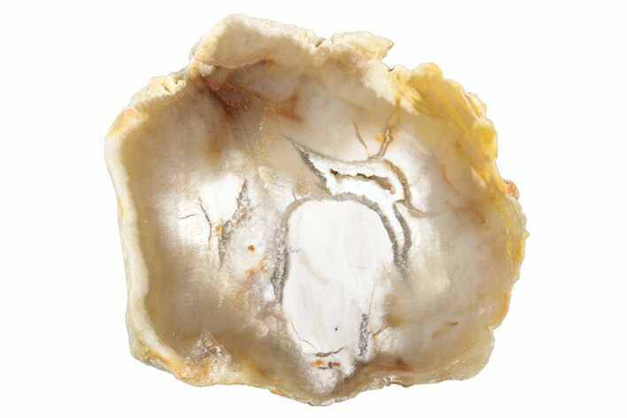 Polished Petrified Wood (Bald Cypress) Slab - Washington #253035